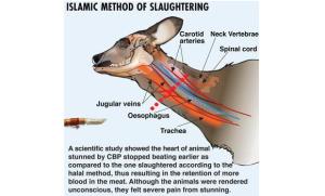 islamic_slaughter